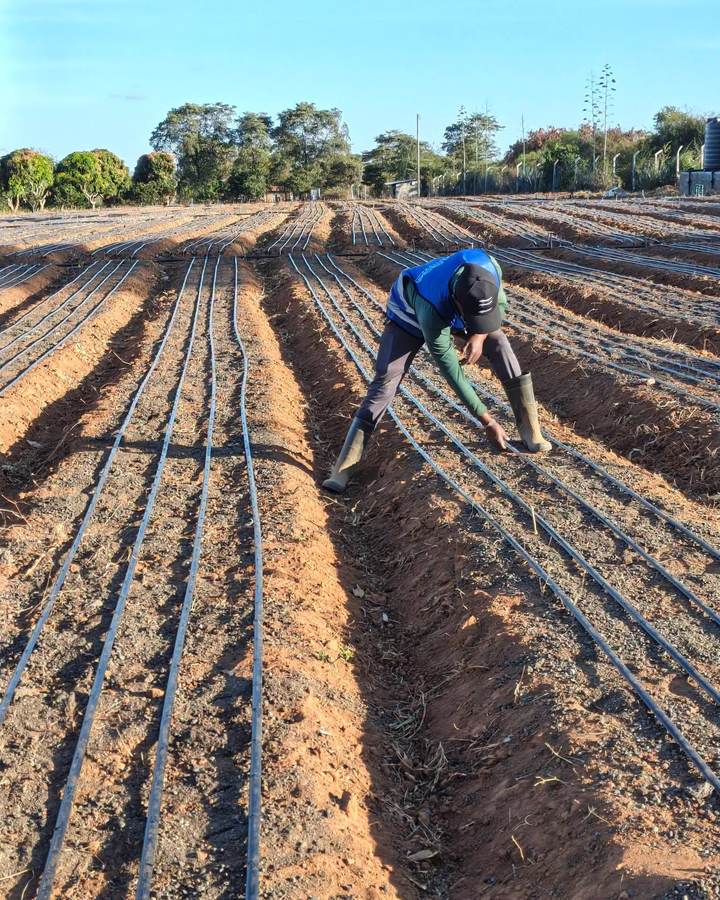 A farm worker checking drip irrigation lines laid along prepared beds